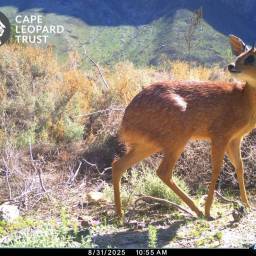 Cape grysbok